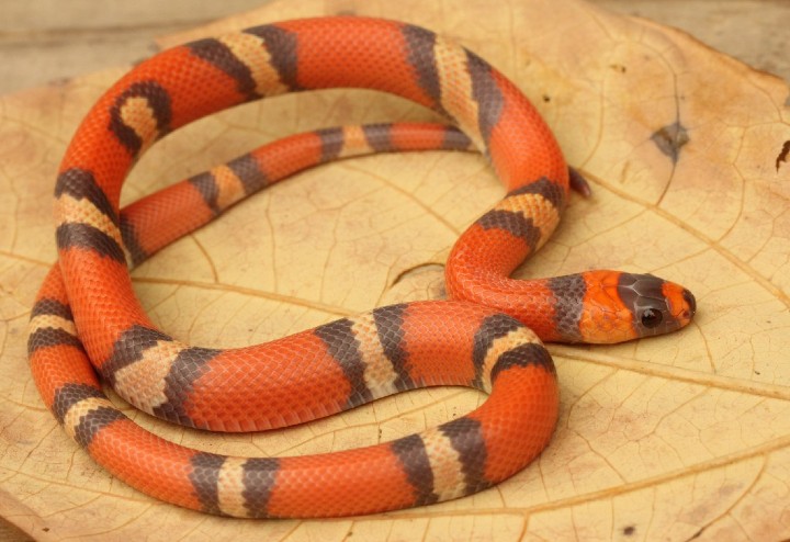 Tri-color Honduran Milk Snake